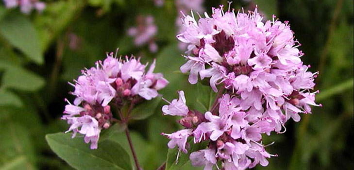 Oregano, gyógyhatása és alkalmazása