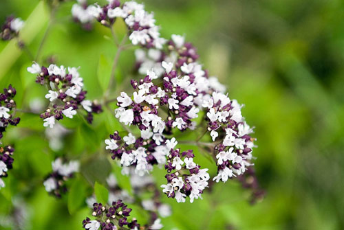 Oregano, gyógyhatása és alkalmazása