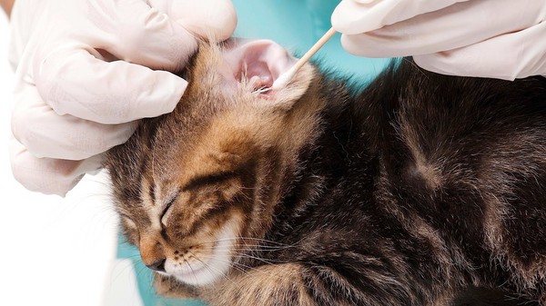 Hogyan kell tisztítani a füleket hidrogén-peroxiddal?