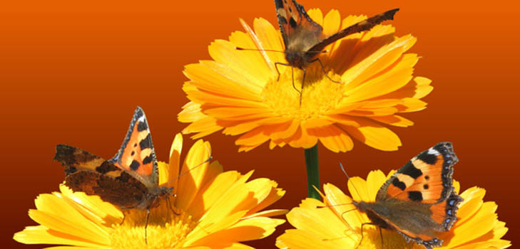 Calendula (körömvirág): gyógyhatású tulajdonságok, népi gyógyászatban való alkalmazás