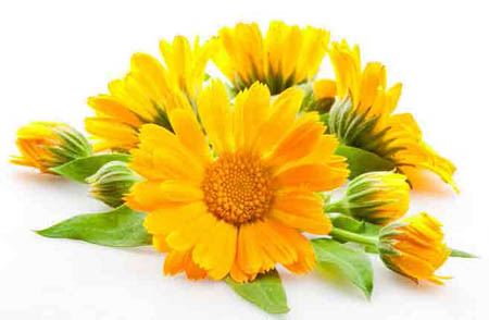 Calendula (körömvirág): gyógyhatású tulajdonságok, népi gyógyászatban való alkalmazás