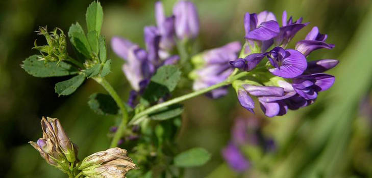 Lucerna: hasznos tulajdonságok, képek, receptek