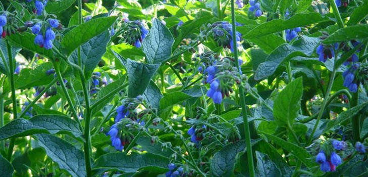 Comfrey officinalis: a comfrey alkalmazási és gyógyászati ​​tulajdonságai