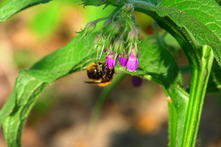 Comfrey officinalis: a comfrey alkalmazási és gyógyászati ​​tulajdonságai