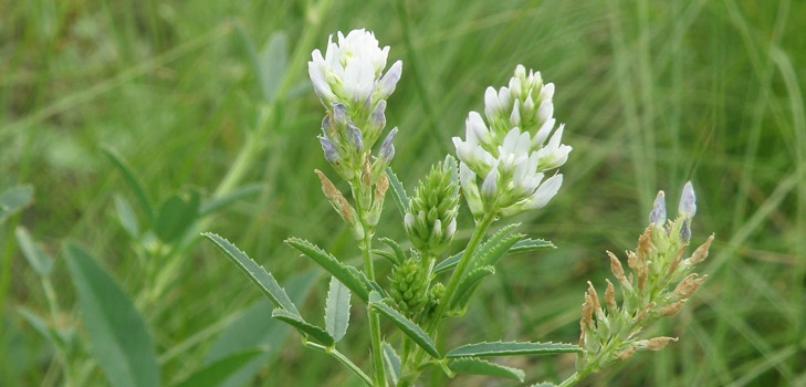 Fenugreek - mi ez? Hasznos tulajdonságok a görögszéna (fotóval)