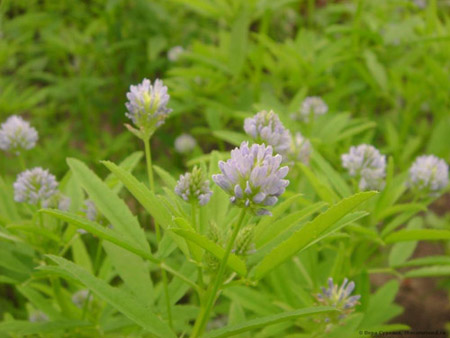 Fenugreek - mi ez? Hasznos tulajdonságok a görögszéna (fotóval)