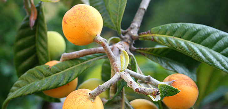 A medlar hasznos tulajdonságai, alkalmazása az orvostudományban