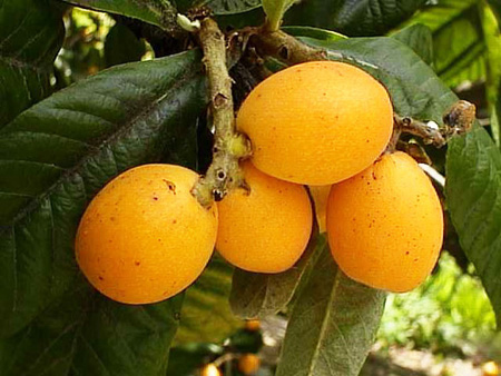 A medlar hasznos tulajdonságai, alkalmazása az orvostudományban