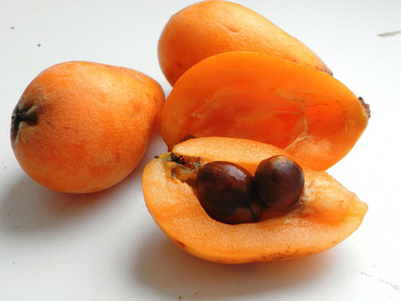 A medlar hasznos tulajdonságai, alkalmazása az orvostudományban