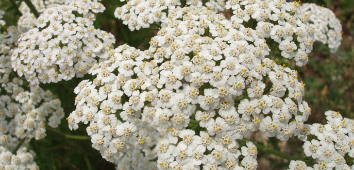 A yarrow hasznos tulajdonságai tagadhatatlanok! Olvasson róluk itt!