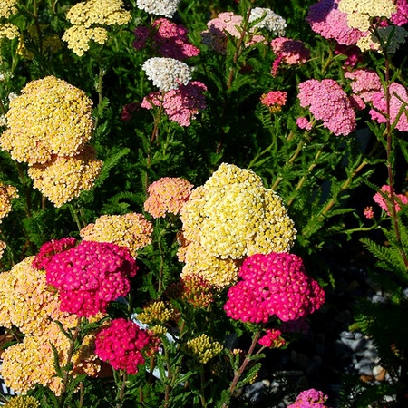 A yarrow hasznos tulajdonságai tagadhatatlanok! Olvasson róluk itt!