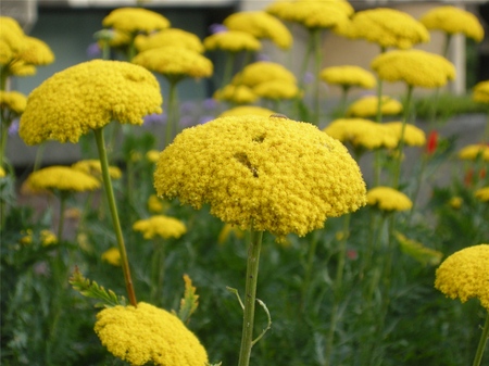 A yarrow hasznos tulajdonságai tagadhatatlanok! Olvasson róluk itt!