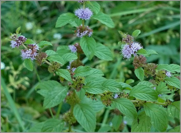 Motherwort a terhességben