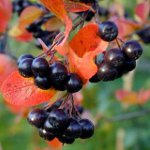 Az Ashberry aszfalt tulajdonságai Az Ashberry aszfalt tulajdonságai