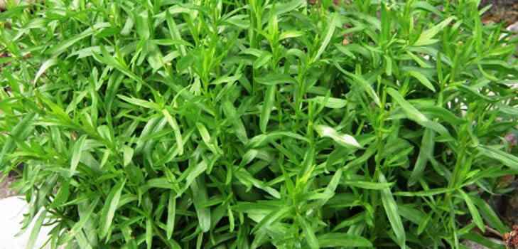 Tarhun (tarragon): alkalmazás, hasznos tulajdonságok, fotó