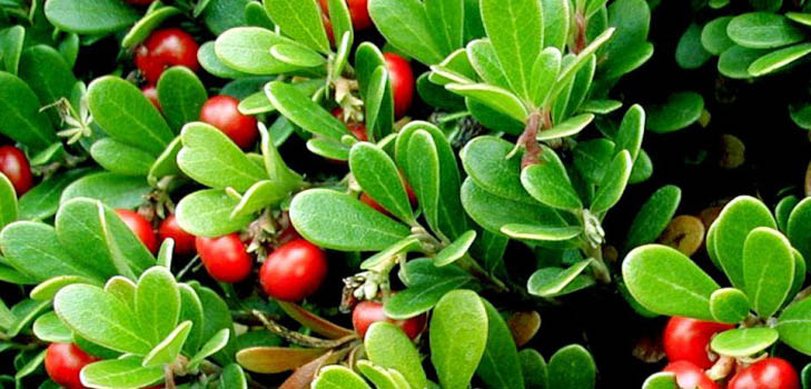 Bearberry: gyógyhatás, alkalmazás, fotó